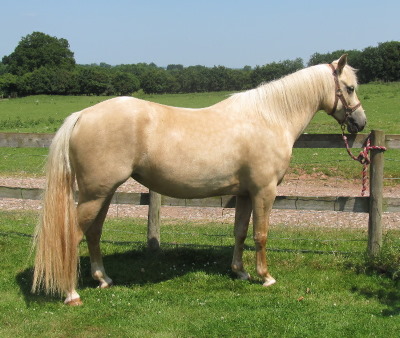 Quarter Horse cross Welsh Cob, Dreamcatcher